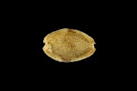 藏品(腰斑寶螺)的圖片